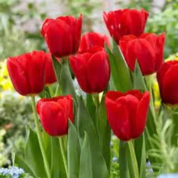 Fresh Tulip Flower Manufacturer